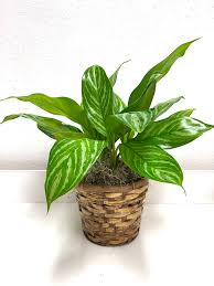 Aglaonema 6"-Leafy Plant in Wicker Basket, Good for Indoors